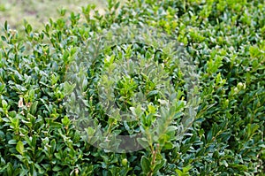 Fresh growing green buxus bushes. Buxus sempervirens