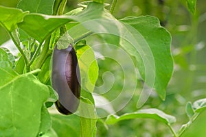 Fresh growing juicy eggplant on branch. Eggplant grow in greenhouse.
