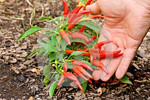 Fresh growing Ornamental Pepper Plant