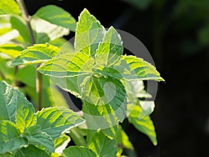 Fresh growing peppermint leaves at herb garden.