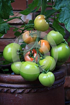 Fresh growing tomatoes on the vine close up