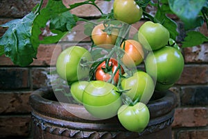 Fresh growing tomatoes on the vine close up