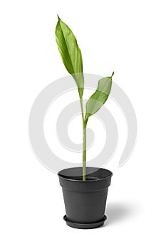 Fresh growing turmeric plant isolated on white background