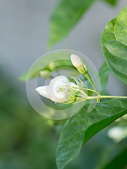 Fresh growing white jasmine flowers at garden home.