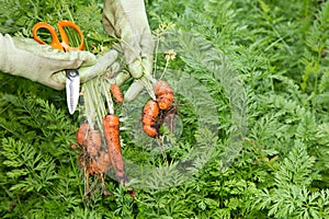 Fresh grown organic carrots