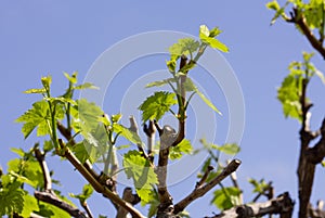 Fresh growth of grape vine leaves in home gardening