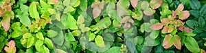 Fresh growth on an oregon grape plant, light green and red tinged foliage