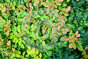 Fresh growth on an oregon grape plant, light green and red tinged foliage