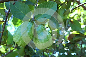 Fresh guava fruit on the tree
