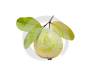 Fresh guava with green leaves and stem isolated on white background , clipping path