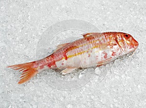 Fresh Gurnard, mullus surmuletus, Fish on Ice