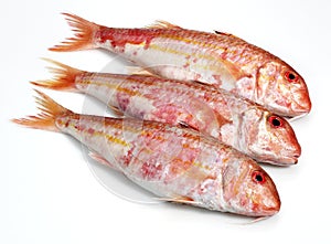 Fresh Gurnard, mullus surmuletus, Fishes against White Background