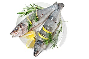 Fresh gutted fish seabass and ingredients for cooking, lemon, pepper and rosemary isolated on white background