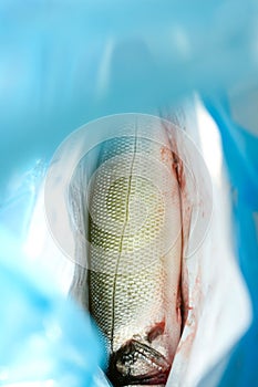 Fresh Gutted seabas fish in shop market bag