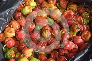 Fresh Habaneros