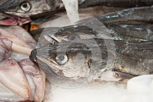 Fresh hake at a fish market photo