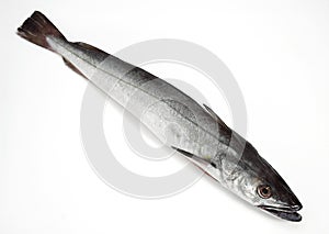 FRESH HAKE pollachius sp AGAINST WHITE BACKGROUND