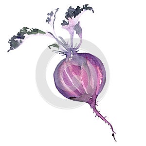 Fresh half beetroot with leaves, beet, food, vegetable, isolated, watercolor illustration on white