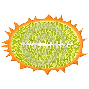 Fresh half cut yellow kiwano fruit isolated on white background. Summer fruits for healthy lifestyle. Organic fruit