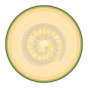 Fresh half melon fruit isolated on white background. Cantaloupe melon. Summer fruits for healthy lifestyle. Organic fruit. Cartoon