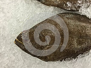 Fresh Halibut fish on ice
