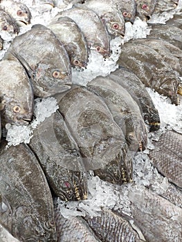 Fresh Halibut Fish in market