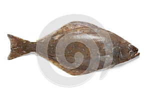 Fresh halibut fish photo