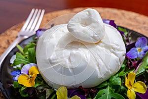 Fresh handmade soft Italian cheese from Puglia, white ball of burrata foglia saporosa or burratina cheese made from mozzarella and