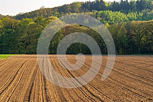 Fresh harrowed field in spring, forest in background