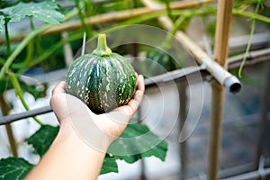 Fresh harvest baby winter squash in Asian man hand with hanging gourd on bamboo trellis background, eight ball gourd faint