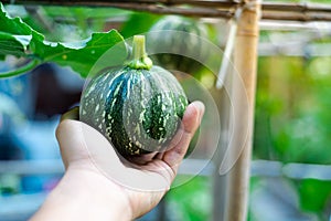 Fresh harvest baby winter squash in Asian man hand with hanging gourd on bamboo trellis background, eight ball gourd faint