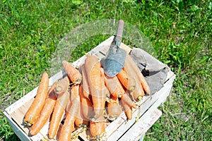 Fresh harvest of carrots in wooden box in grass with shovel, gloves, organic vegetables in garden outdoor