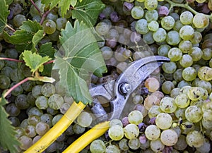 Fresh harvest of grapes. Vineyard theme with white grapes and scissors. Chianti Region, Tuscany, Italy