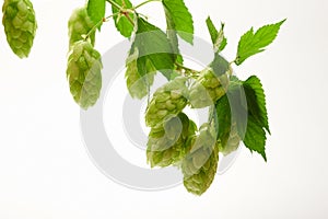 Fresh harvest of green hop cones on a branch with leaves