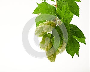 Fresh harvest of green hop cones on a branch with leaves