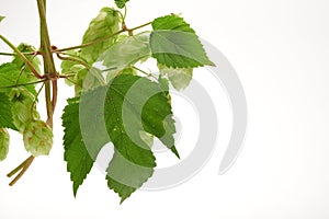 Fresh harvest of green hop cones on a branch with leaves