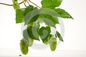 Fresh harvest of green hop cones on a branch with leaves