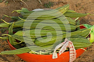 Fresh harvest of luff. Typical garden in southern India