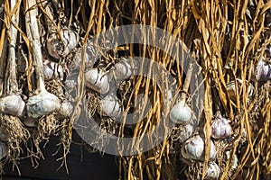 Fresh harvest of natural garlic is drying