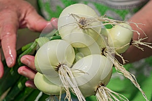 Fresh harvest of onion in females hands. Elderly wooman holding new crop of vegetables