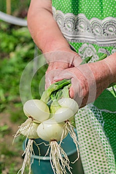 Fresh harvest of onion in females hands. Elderly wooman holding new crop of vegetables