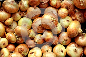 The fresh harvest of onions lies in one heap. Abstract texture.