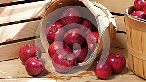 The fresh harvest of organic apples outdoors in a wooden basket in dappled sunlight