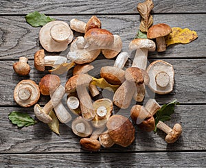 Fresh harvest of porcini mushrooms on wooden table. Lucky result of mushroom picking