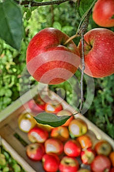 Fresh harvest of red apples, seasonal works in orchard, fruit ga