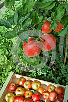 Fresh harvest of red apples, seasonal works in orchard, fruit ga