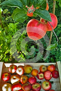 Fresh harvest of red apples, seasonal works in orchard, fruit ga