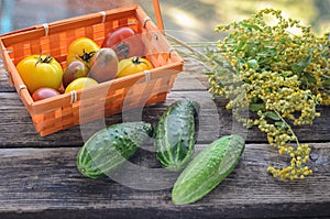 Fresh harvest of red and yellow tomatoes in a wicker basket on an old wooden table