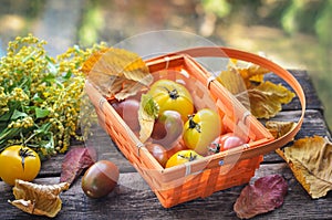 Fresh harvest of red and yellow tomatoes in a wicker basket on an old wooden table