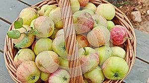 Fresh harvest of ripe apples in a wicker basket. Autumn harvest. Apple Saved
